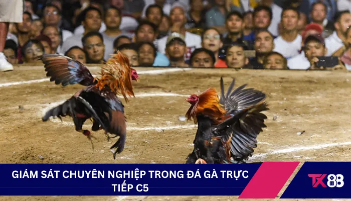 Giám sát chuyên nghiệp trong đá gà trực tiếp C5