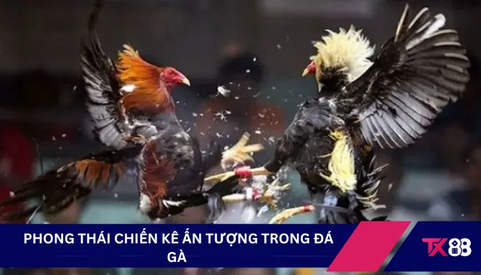 Phong thái chiến kê ấn tượng trong đá gà